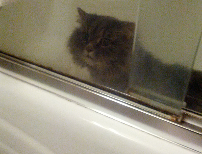 Illustration for article titled If you give a cat a bath...